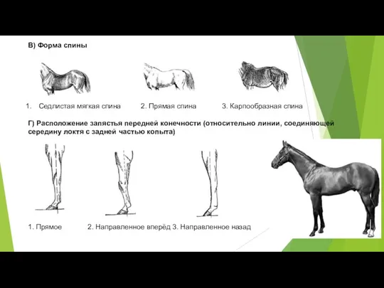 В) Форма спины Седлистая мягкая спина 2. Прямая спина 3. Карпообразная спина Г)