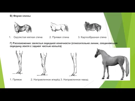 В) Форма спины Седлистая мягкая спина 2. Прямая спина 3. Карпообразная спина Г)