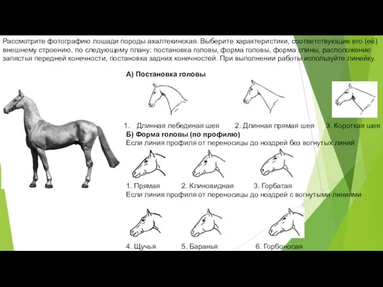 А) Постановка головы Длинная лебединая шея 2. Длинная прямая шея