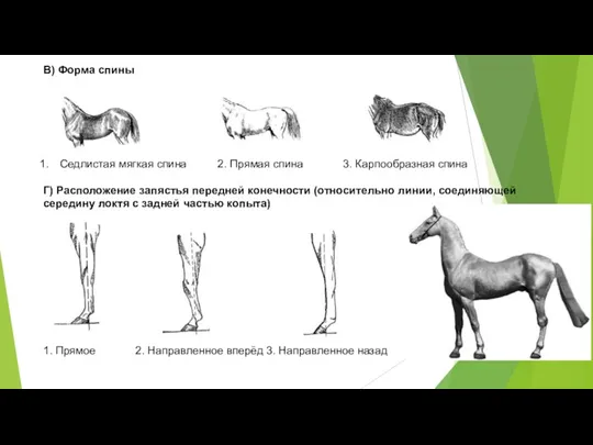 В) Форма спины Седлистая мягкая спина 2. Прямая спина 3.