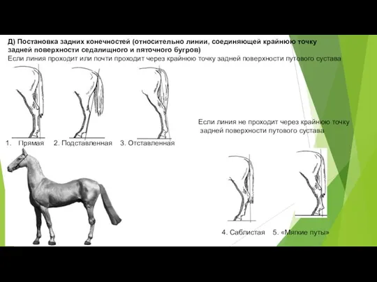 Д) Постановка задних конечностей (относительно линии, соединяющей крайнюю точку задней