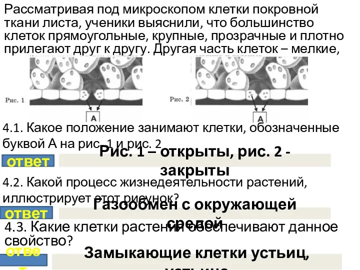 Рассматривая под микроскопом клетки покровной ткани листа, ученики выяснили, что