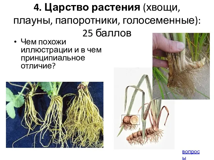 4. Царство растения (хвощи, плауны, папоротники, голосеменные): 25 баллов Чем