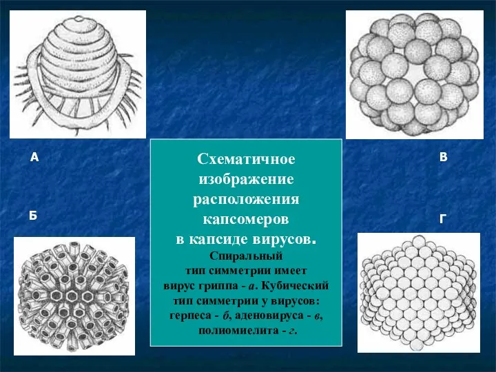 Схематичное изображение расположения капсомеров в капсиде вирусов. Спиральный тип симметрии