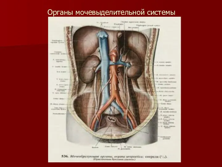 Органы мочевыделительной системы