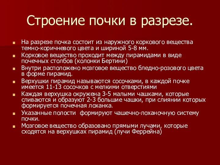 Строение почки в разрезе. На разрезе почка состоит из наружного