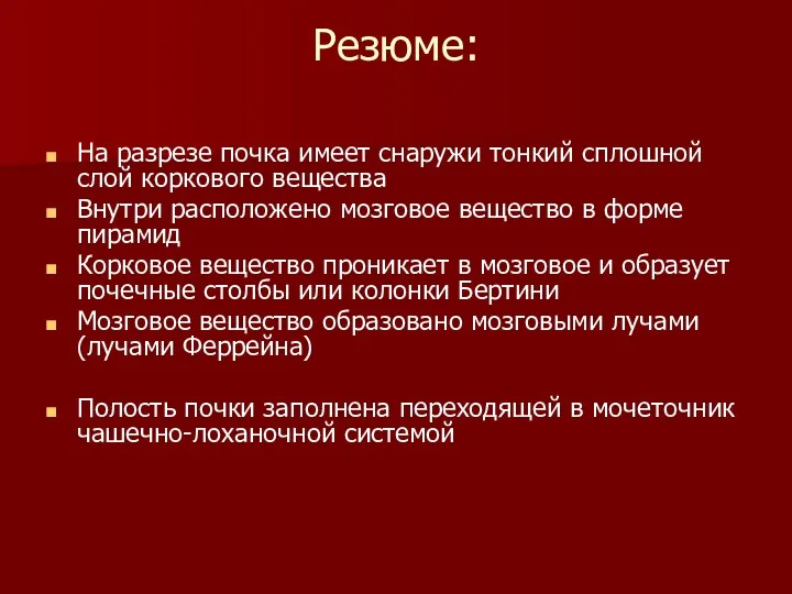 Резюме: На разрезе почка имеет снаружи тонкий сплошной слой коркового