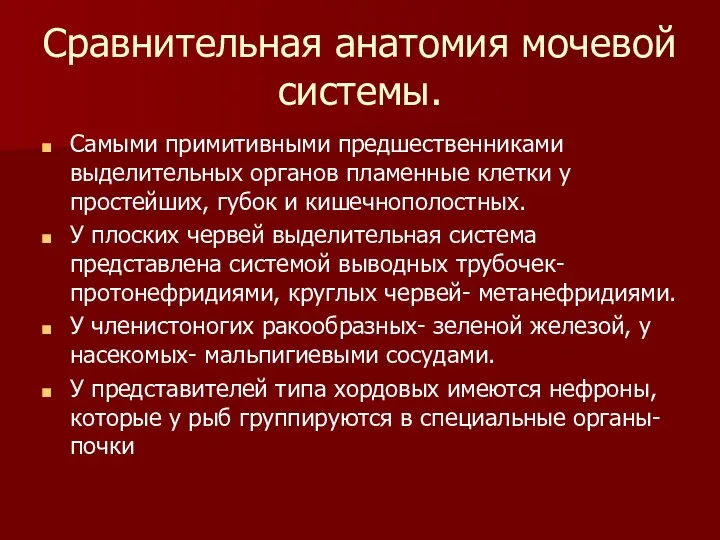 Сравнительная анатомия мочевой системы. Самыми примитивными предшественниками выделительных органов пламенные