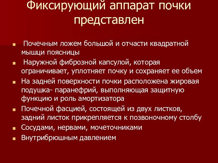 Фиксирующий аппарат почки представлен Почечным ложем большой и отчасти квадратной