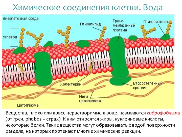 Химические соединения клетки. Вода Вещества, плохо или вовсе нерастворимые в