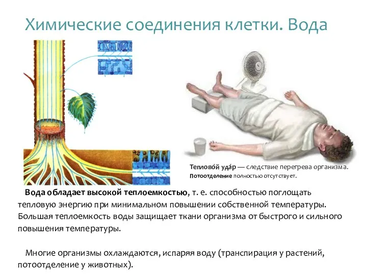 Вода обладает высокой теплоемкостью, т. е. способностью поглощать тепловую энергию