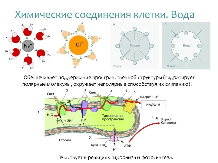 Химические соединения клетки. Вода Обеспечивает поддержание пространственной структуры (гидратирует полярные