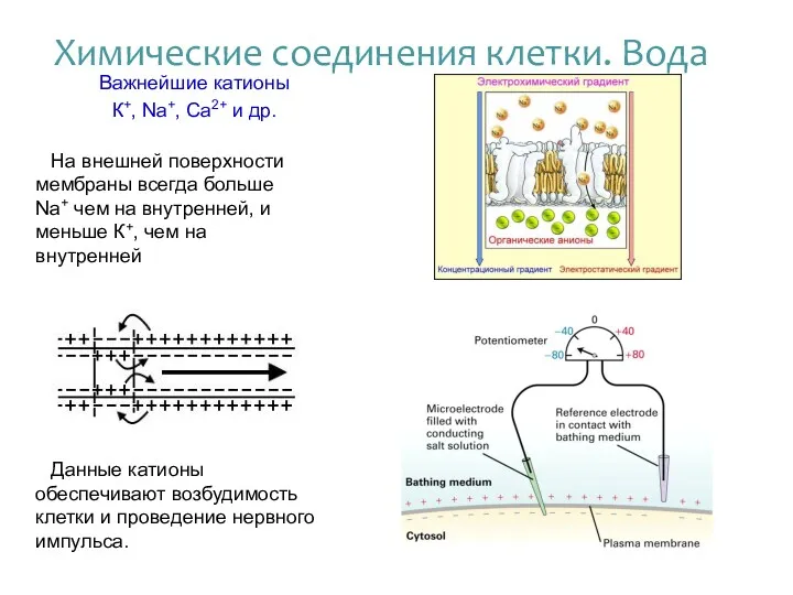 Важнейшие катионы К+, Na+, Ca2+ и др. Данные катионы обеспечивают