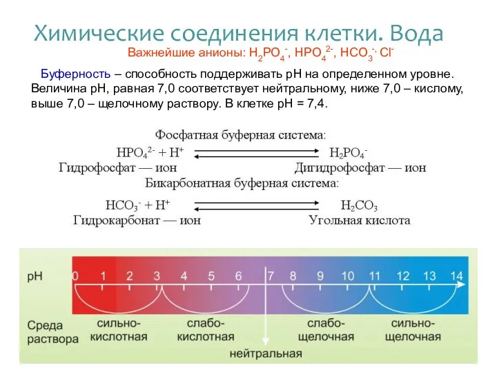 Важнейшие анионы: Н2РО4-, НРО42-, НСО3-, Сl- Буферность – способность поддерживать