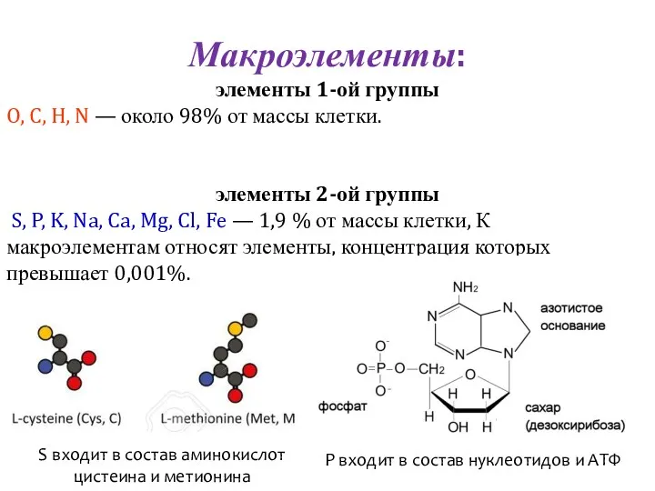 Макроэлементы: элементы 1-ой группы O, C, H, N — около