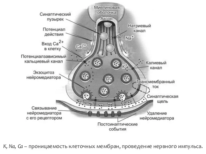 K, Na, Ca – проницаемость клеточных мембран, проведение нервного импульса.