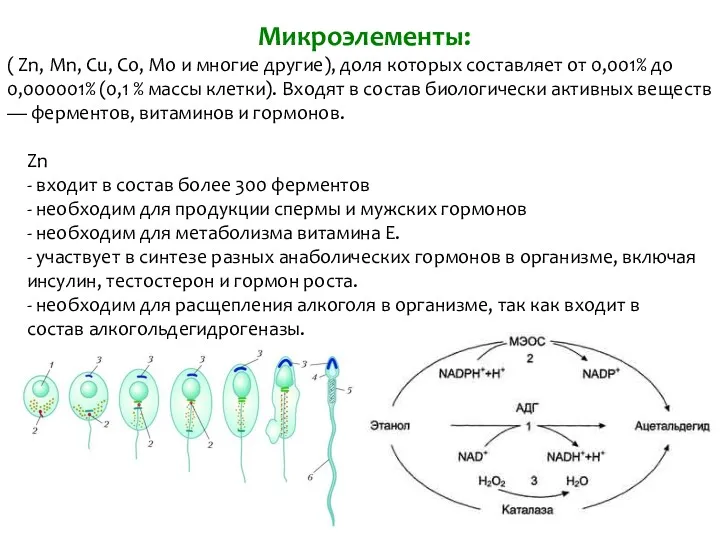 Микроэлементы: ( Zn, Mn, Cu, Co, Mo и многие другие),