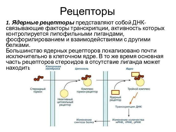 Рецепторы 1. Ядерные рецепторы представляют собой ДНК-связывающие факторы транскрипции, активность которых контролируется липофильными