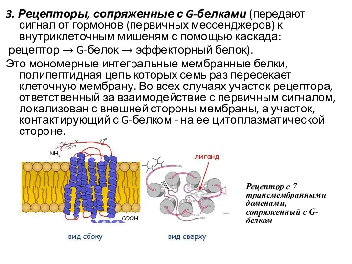 3. Рецепторы, сопряженные с G-белками (передают сигнал от гормонов (первичных