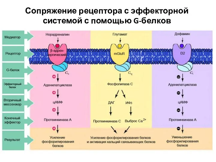 Сопряжение рецептора с эффекторной системой с помощью G-белков