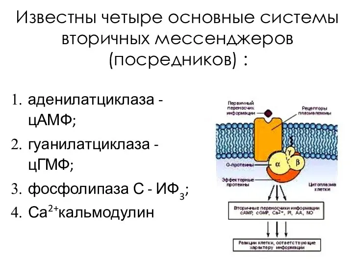 аденилатциклаза - цАМФ; гуанилатциклаза - цГМФ; фосфолипаза С - ИФ3; Са2+кальмодулин Известны четыре