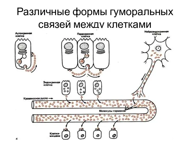 Различные формы гуморальных связей между клетками