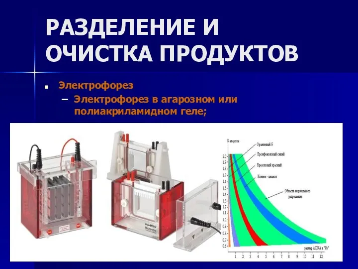 РАЗДЕЛЕНИЕ И ОЧИСТКА ПРОДУКТОВ Электрофорез Электрофорез в агарозном или полиакриламидном геле;