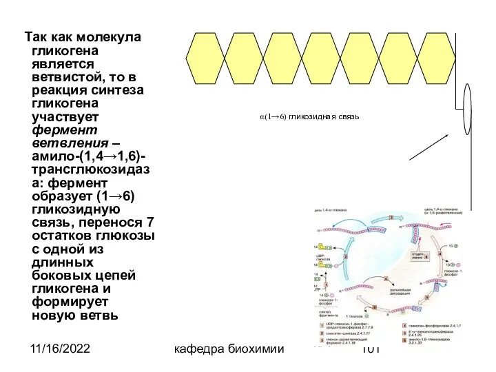 11/16/2022 кафедра биохимии Так как молекула гликогена является ветвистой, то