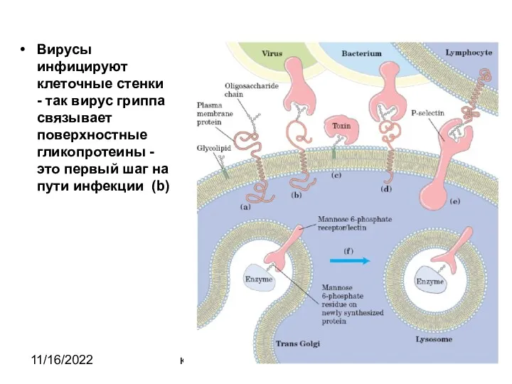 11/16/2022 кафедра биохимии Вирусы инфицируют клеточные стенки - так вирус