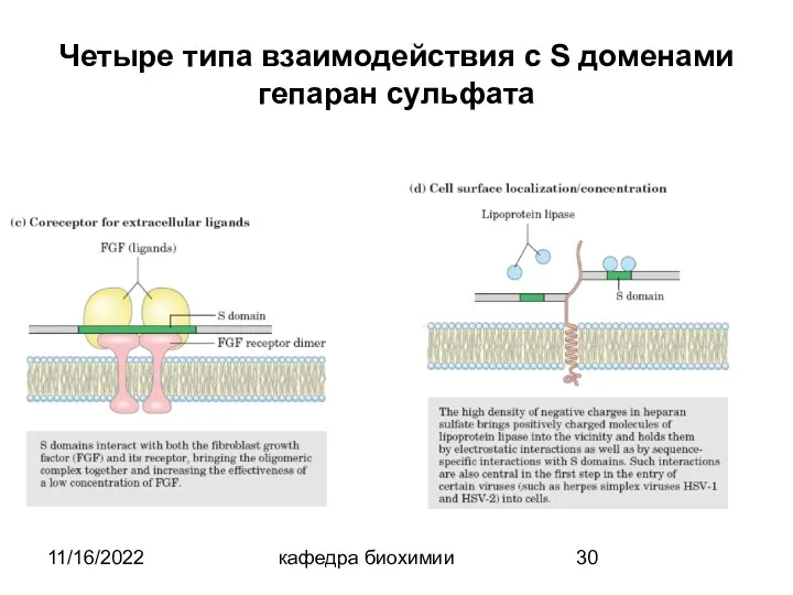 11/16/2022 кафедра биохимии Четыре типа взаимодействия с S доменами гепаран сульфата