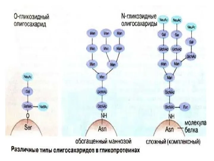 11/16/2022 кафедра биохимии