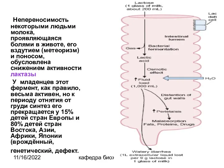 11/16/2022 кафедра биохимии Непереносимость некоторыми людьми молока, проявляющаяся болями в