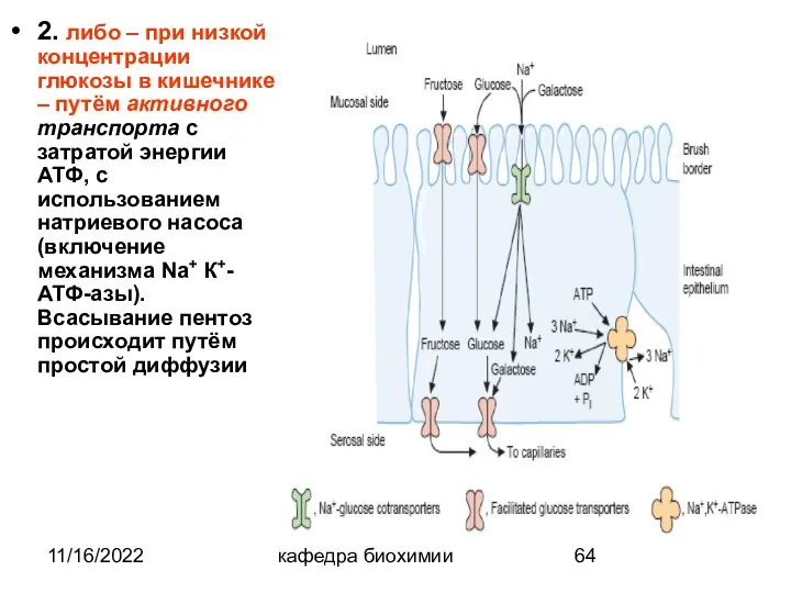 11/16/2022 кафедра биохимии 2. либо – при низкой концентрации глюкозы