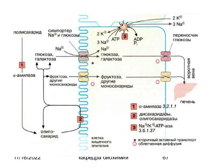 11/16/2022 кафедра биохимии