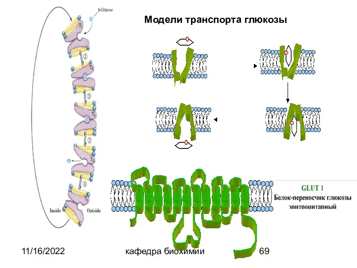 11/16/2022 кафедра биохимии Модели транспорта глюкозы