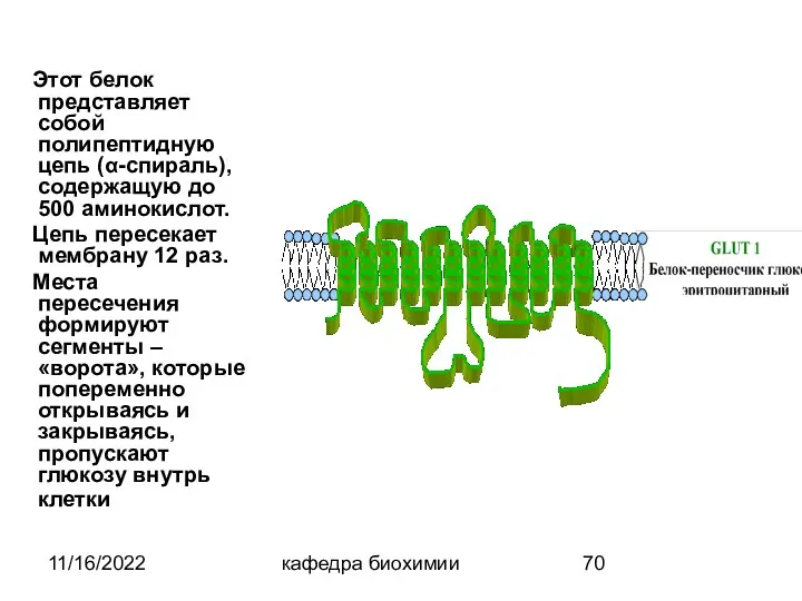 11/16/2022 кафедра биохимии Этот белок представляет собой полипептидную цепь (α-спираль),