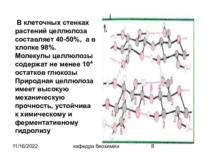 11/16/2022 кафедра биохимии В клеточных стенках растений целлюлоза составляет 40-50%,