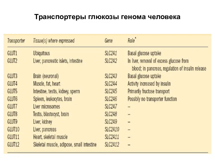 11/16/2022 кафедра биохимии Транспортеры глюкозы генома человека