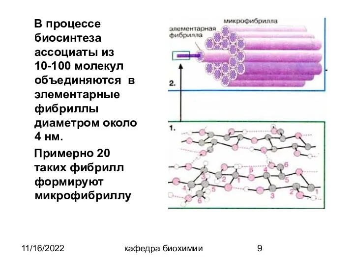 11/16/2022 кафедра биохимии В процессе биосинтеза ассоциаты из 10-100 молекул