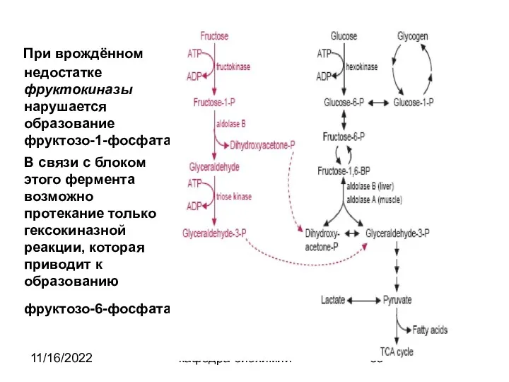 11/16/2022 кафедра биохимии При врождённом недостатке фруктокиназы нарушается образование фруктозо-1-фосфата