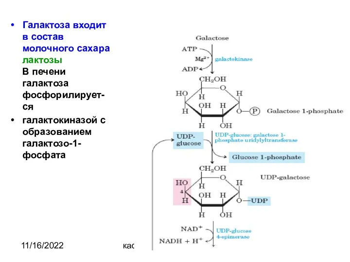 11/16/2022 кафедра биохимии Галактоза входит в состав молочного сахара лактозы