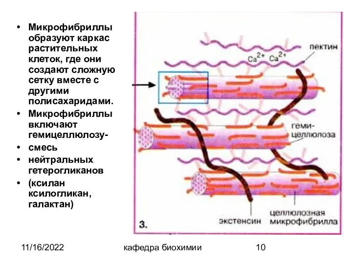 11/16/2022 кафедра биохимии Микрофибриллы образуют каркас растительных клеток, где они