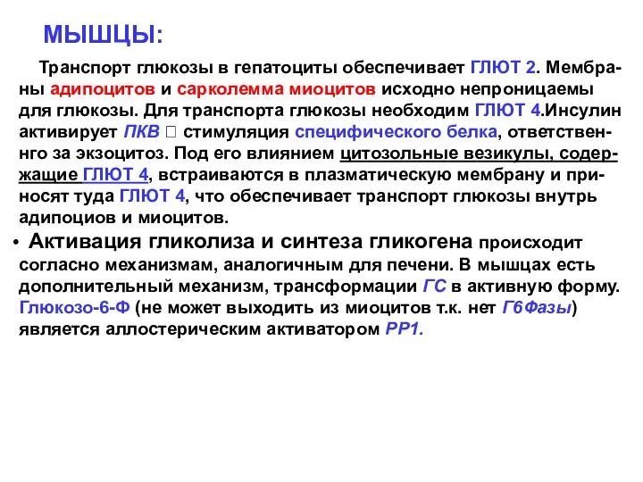 МЫШЦЫ: Транспорт глюкозы в гепатоциты обеспечивает ГЛЮТ 2. Мембра- ны