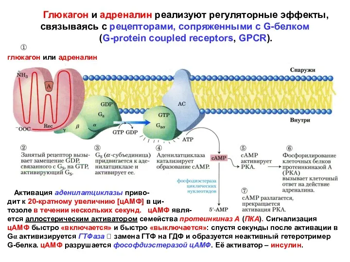 Глюкагон и адреналин реализуют регуляторные эффекты, связываясь с рецепторами, сопряженными