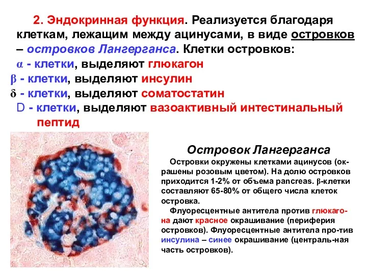 2. Эндокринная функция. Реализуется благодаря клеткам, лежащим между ацинусами, в