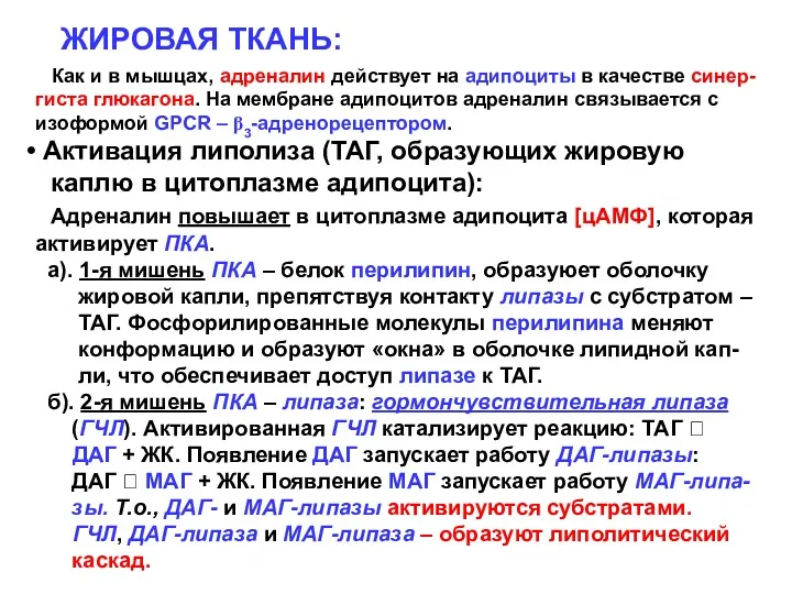 ЖИРОВАЯ ТКАНЬ: Как и в мышцах, адреналин действует на адипоциты