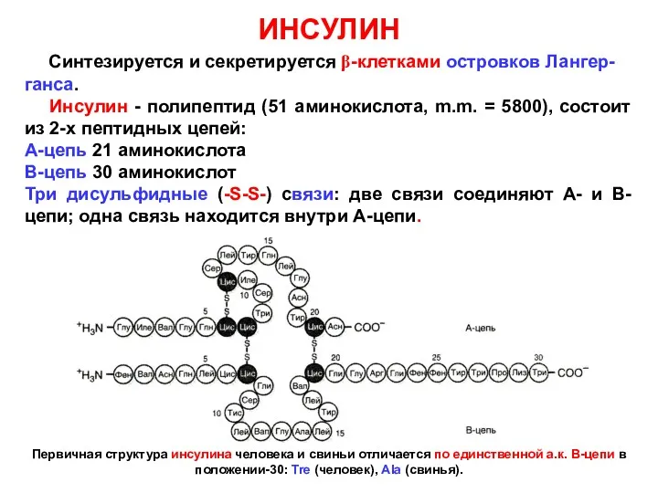 ИНСУЛИН Синтезируется и секретируется β-клетками островков Лангер-ганса. Инсулин - полипептид