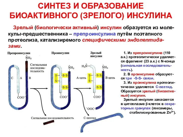 СИНТЕЗ И ОБРАЗОВАНИЕ БИОАКТИВНОГО (ЗРЕЛОГО) ИНСУЛИНА Зрелый (биологически активный) инсулин