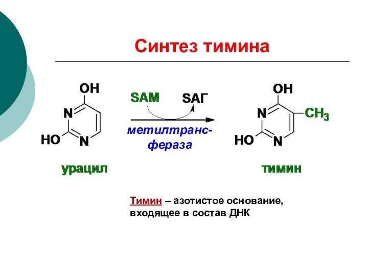 Синтез тимина Тимин – азотистое основание, входящее в состав ДНК метилтранс-фераза