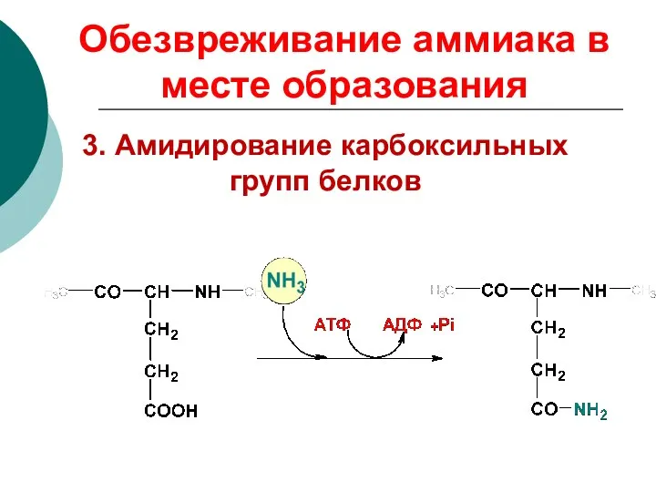 3. Амидирование карбоксильных групп белков Обезвреживание аммиака в месте образования